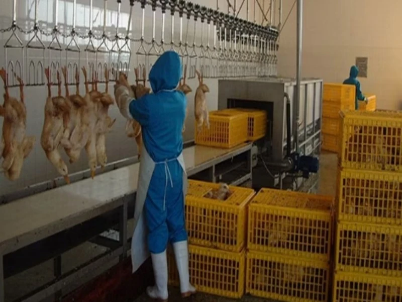 Poultry Processors Poultry Processors
