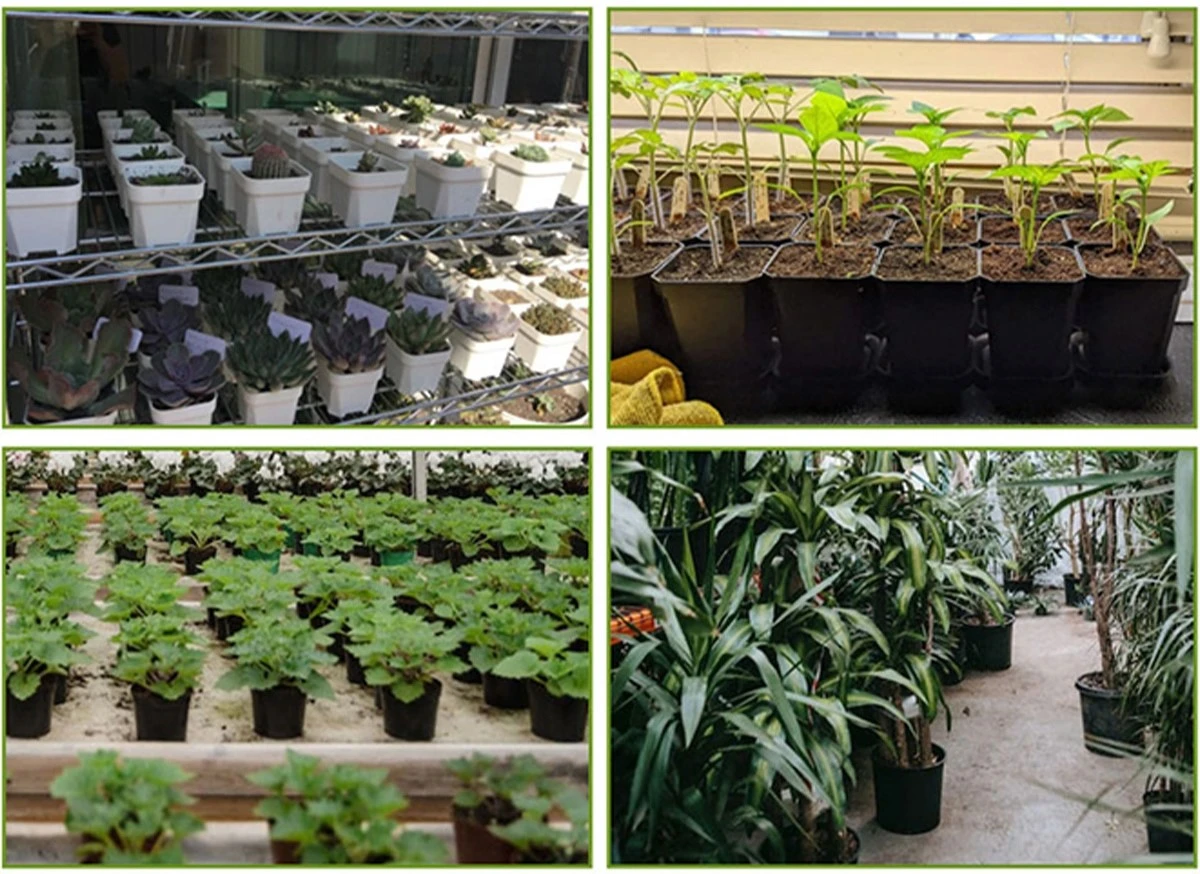 Application of 30L square nursery pot Application of 30L square nursery pot