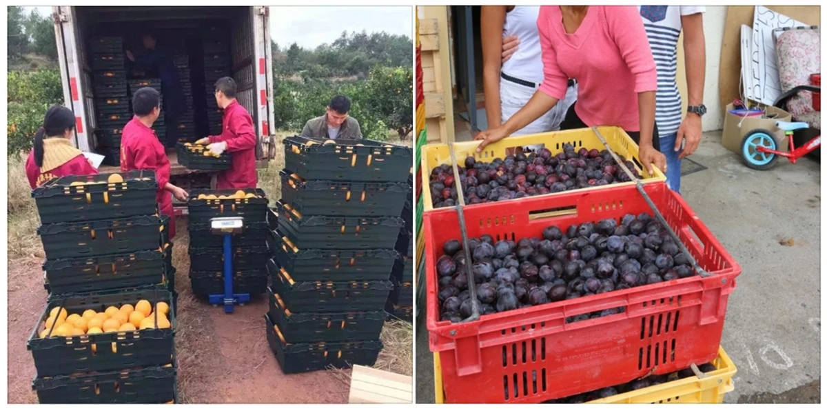 Applications of Supermarket Picking Plastic Moving Crates Applications of Supermarket Picking Plastic Moving Crates